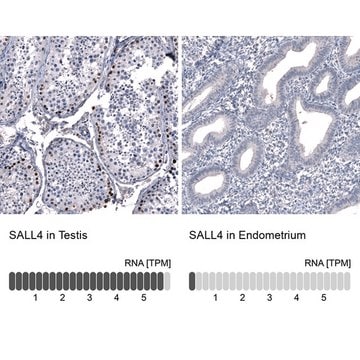 Monoclonal Anti-SALL4 antibody produced in mouse Prestige Antibodies&#174; Powered by Atlas Antibodies, clone CL12180, purified immunoglobulin, buffered aqueous glycerol solution