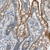 Anti-NPDC1 antibody produced in rabbit Prestige Antibodies&#174; Powered by Atlas Antibodies, affinity isolated antibody, buffered aqueous glycerol solution