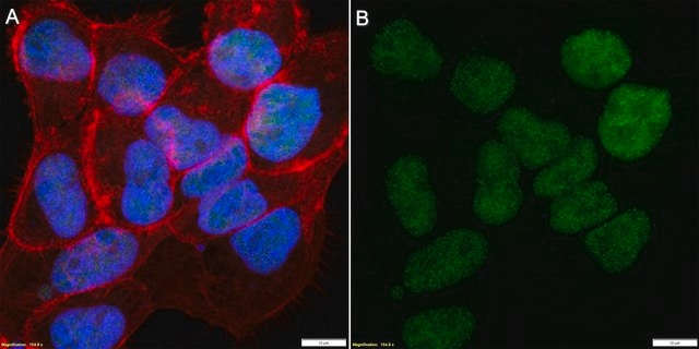 Anti-GINS2/PSF2 Antibody, clone 78C