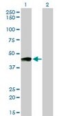 Monoclonal Anti-PTGIR antibody produced in mouse clone 4B10, purified immunoglobulin, buffered aqueous solution