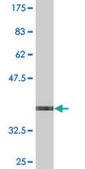 Monoclonal Anti-STK40, (C-terminal) antibody produced in mouse clone 4G3, purified immunoglobulin, buffered aqueous solution