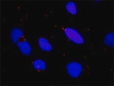 Monoclonal Anti-CHUK, (C-terminal) antibody produced in mouse clone 2G4, purified immunoglobulin, buffered aqueous solution