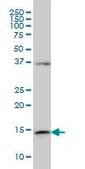 Monoclonal Anti-ENSA antibody produced in mouse clone 1H7, purified immunoglobulin, buffered aqueous solution