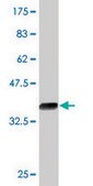 Monoclonal Anti-KLF12 antibody produced in mouse clone 3E4, purified immunoglobulin, buffered aqueous solution