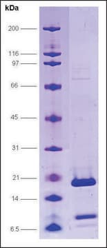 PC4, F77P mutant human recombinant, expressed in E. coli, &#8805;80% (SDS-PAGE)