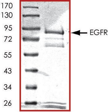 EGFR (695-end), active, GST tagged human PRECISIO&#174; Kinase, recombinant, expressed in baculovirus infected Sf9 cells, &#8805;70% (SDS-PAGE), buffered aqueous glycerol solution