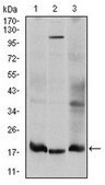 Anti-UBE2I Antibody, clone 1B10 ascites fluid, clone 1B10, from mouse