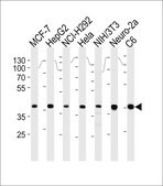 [KO Validated]Anti-Erk2 antibody produced in mouse [Knockout Validated]purified monoclonal antibody, buffered aqueous solution