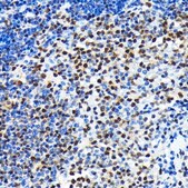 Anti-CRM1/XPO1 antibody produced in rabbit