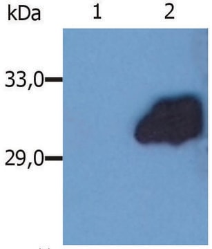 Monoclonal Anti-SOCS3 antibody produced in mouse clone SO1