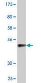 Monoclonal Anti-ZNF239, (N-terminal) antibody produced in mouse clone 2D9, purified immunoglobulin, buffered aqueous solution