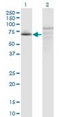 Monoclonal Anti-C7ORF38 antibody produced in mouse clone 4E4, purified immunoglobulin, buffered aqueous solution