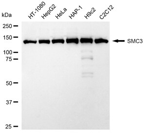 KD-Validated Anti SMC3 Antibody, clone 24GB2155, Rabbit Monoclonal clone 24GB2155, recombinant rabbit monoclonal, expressed in HEK293 cells