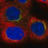 Anti-STX6 antibody produced in rabbit Prestige Antibodies&#174; Powered by Atlas Antibodies, affinity isolated antibody, buffered aqueous glycerol solution