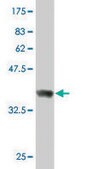 Monoclonal Anti-RUFY1 antibody produced in mouse clone 3A5, purified immunoglobulin, buffered aqueous solution