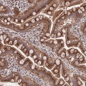 Anti-FMO4 antibody produced in rabbit Prestige Antibodies&#174; Powered by Atlas Antibodies, affinity isolated antibody, buffered aqueous glycerol solution