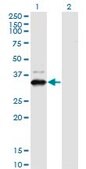 Monoclonal Anti-ZNF365 antibody produced in mouse clone 2E3, purified immunoglobulin, buffered aqueous solution