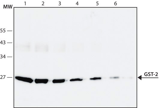 Anti-Glutathione-S-Transferase (GST) antibody, Mouse monoclonal clone GST-2, purified from hybridoma cell culture