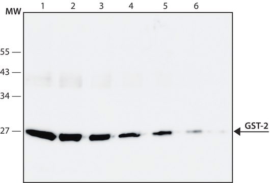 Anti-Glutathione-S-Transferase (GST) antibody, Mouse monoclonal clone GST-2, purified from hybridoma cell culture