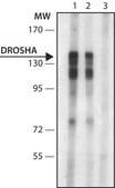 Anti-Drosha antibody produced in rabbit ~1.0&#160;mg/mL, affinity isolated antibody
