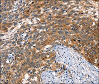 Anti-AGO1 antibody produced in rabbit affinity isolated antibody