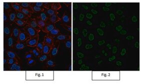 Anti-acetyl-Histone H4 Antibody, Alexa Fluor™ 488 Conjugate from rabbit, ALEXA FLUOR™ 488