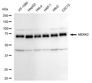 KD-Validated Anti MAP3K2 Antibody, clone 24GB260, Rabbit Monoclonal clone 24GB260, recombinant rabbit monoclonal, expressed in HEK293 cells