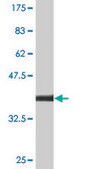 Monoclonal Anti-RPL30 antibody produced in mouse clone 4E6, purified immunoglobulin, buffered aqueous solution