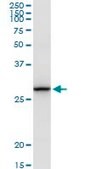 Anti-TMEM126B antibody produced in rabbit purified immunoglobulin, buffered aqueous solution