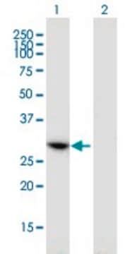 Monoclonal Anti-CCDC5, (C-terminal) antibody produced in mouse clone 1E3, purified immunoglobulin, buffered aqueous solution