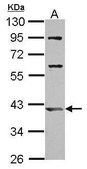 抗-ARL13B 兔抗 affinity isolated antibody, buffered aqueous solution