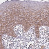 Anti-PROM2 antibody produced in rabbit Prestige Antibodies&#174; Powered by Atlas Antibodies, affinity isolated antibody, buffered aqueous glycerol solution