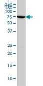 ANTI-ARAF antibody produced in mouse clone 4H7, purified immunoglobulin, buffered aqueous solution