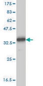 Monoclonal Anti-TYRO3 antibody produced in mouse clone 4F6, purified immunoglobulin, buffered aqueous solution