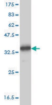 Monoclonal Anti-TYRO3 antibody produced in mouse clone 4F6, purified immunoglobulin, buffered aqueous solution