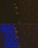 Anti-IP3R antibody produced in rabbit