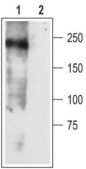 Anti-Sodium Channel, Brain Type III antibody produced in rabbit affinity isolated antibody, lyophilized powder