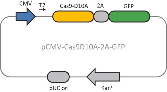 CMV-CAS9D10A-2A-GFP Plasmid