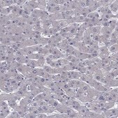 Anti-CFAP91 antibody produced in rabbit Prestige Antibodies® Powered by Atlas Antibodies, affinity isolated antibody, buffered aqueous glycerol solution