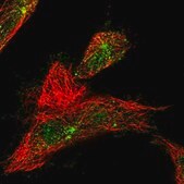 Anti-WDR60 antibody produced in rabbit Prestige Antibodies&#174; Powered by Atlas Antibodies, affinity isolated antibody, buffered aqueous glycerol solution, Ab1