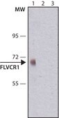 Anti-FLVCR1 antibody, Mouse monoclonal clone FL-58, purified from hybridoma cell culture