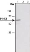Anti-PINK1 antibody produced in rabbit ~1.5&#160;mg/mL, affinity isolated antibody, buffered aqueous solution
