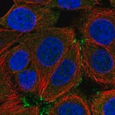 Anti-SHROOM2 antibody produced in rabbit Prestige Antibodies&#174; Powered by Atlas Antibodies, affinity isolated antibody, buffered aqueous glycerol solution