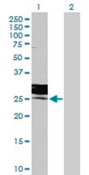 Anti-FOLR3 antibody produced in rabbit purified immunoglobulin, buffered aqueous solution