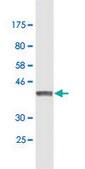 Monoclonal Anti-NDUFA5 antibody produced in mouse clone 4A2, purified immunoglobulin, buffered aqueous solution