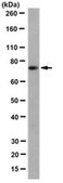 Anti-hyaluronan synthase 1 Antibody, clone 12A2.3 clone 12A2.3, from mouse