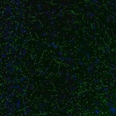 Monoclonal Anti-SLC6A2 antibody produced in mouse Prestige Antibodies® Powered by Atlas Antibodies, clone CL3063, purified immunoglobulin, buffered aqueous glycerol solution