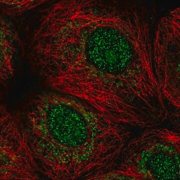 Anti-MORN1 antibody produced in rabbit Prestige Antibodies&#174; Powered by Atlas Antibodies, affinity isolated antibody, buffered aqueous glycerol solution