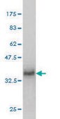 Monoclonal Anti-MFRP antibody produced in mouse clone 1E12, purified immunoglobulin, buffered aqueous solution