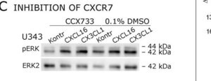 Anti-MAP Kinase 2/Erk2 Antibody, clone 1B3B9 clone 1B3B9, Upstate&#174;, from mouse